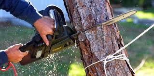 Reliable Walton Park, NY Tree Removal and Landscaping Services Solutions